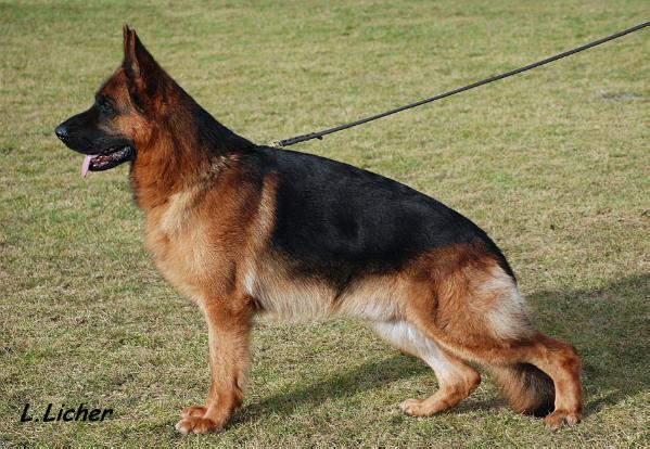 Ursus von Panoniansee